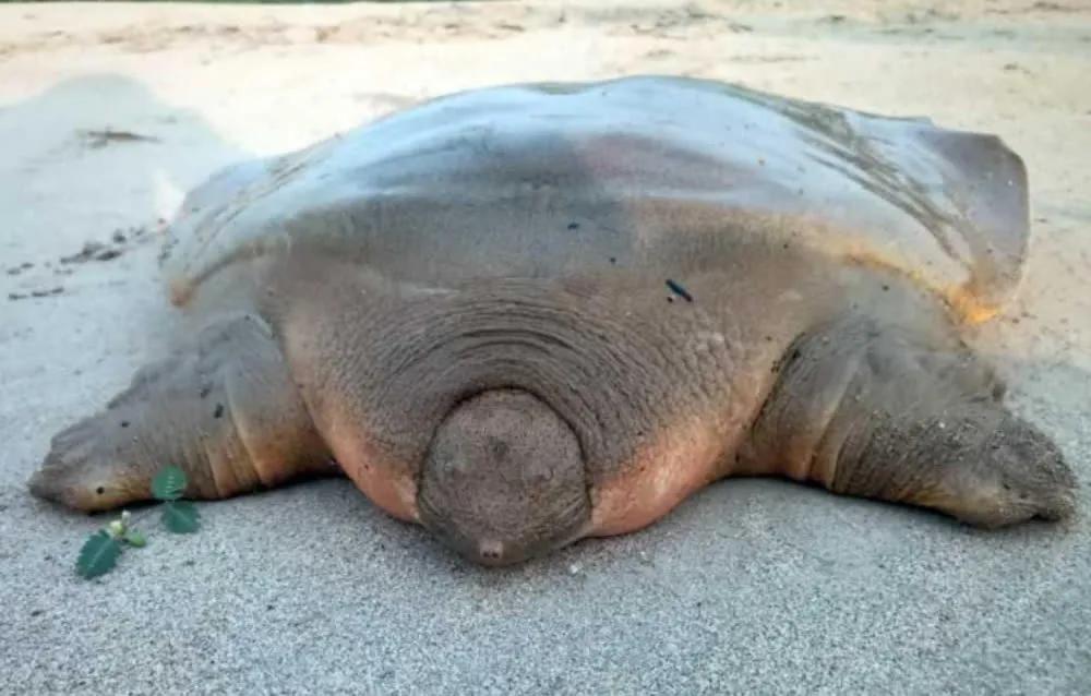 鼋
